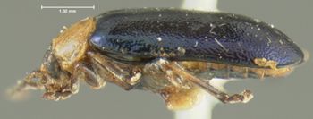 Media type: image;   Entomology 8275 Aspect: habitus lateral view